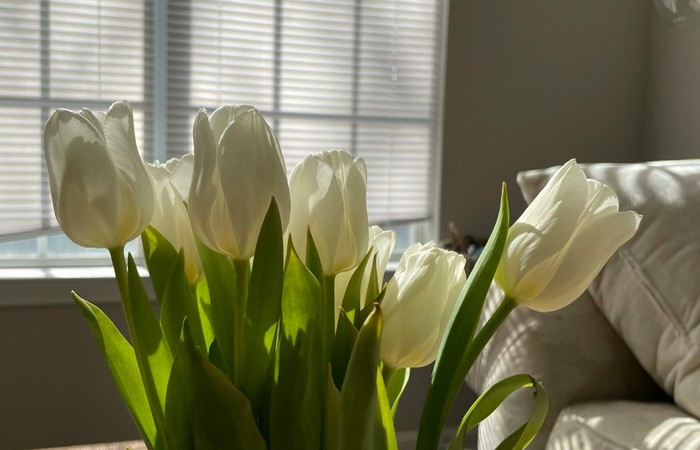 Rodzaje nowoczesnych rolet – szybki przegląd modeli